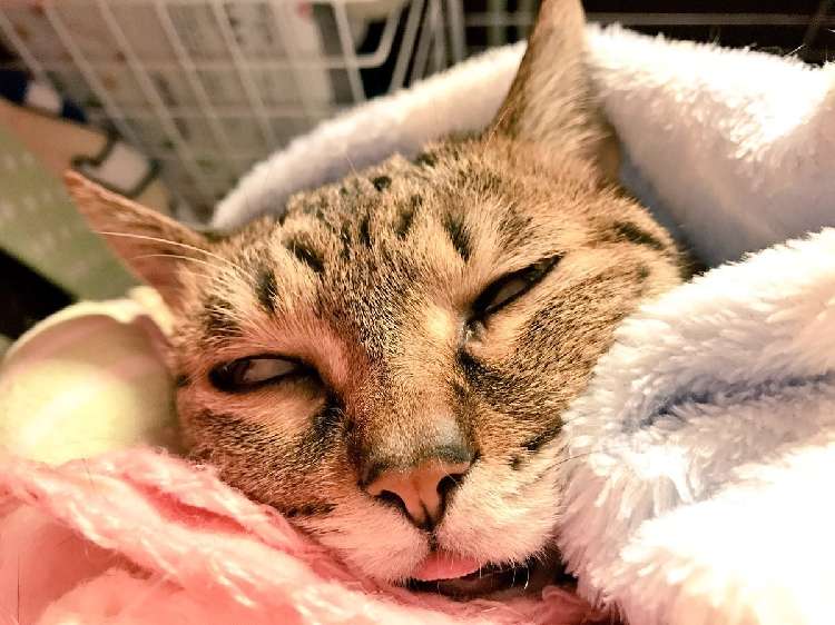 動物,犬,猫,しつけ,飼い方,育て方,病気,健康