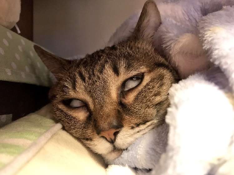 動物,犬,猫,しつけ,飼い方,育て方,病気,健康