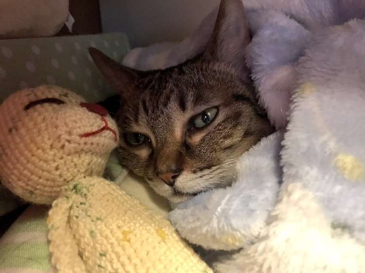 動物,犬,猫,しつけ,飼い方,育て方,病気,健康