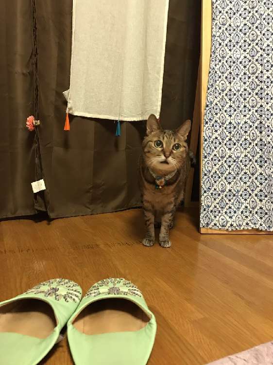 動物,犬,猫,しつけ,飼い方,育て方,病気,健康