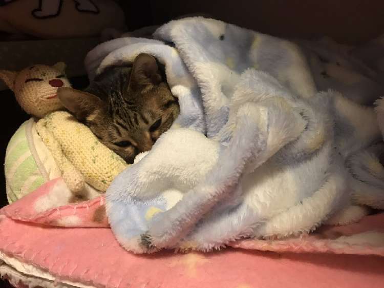 動物,犬,猫,しつけ,飼い方,育て方,病気,健康