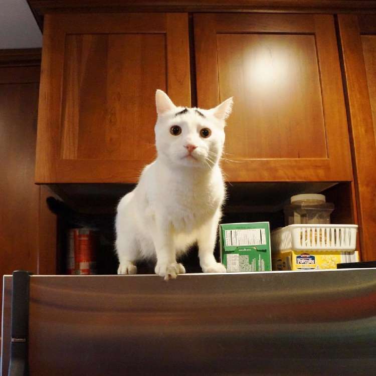 動物,犬,猫,しつけ,飼い方,育て方,病気,健康