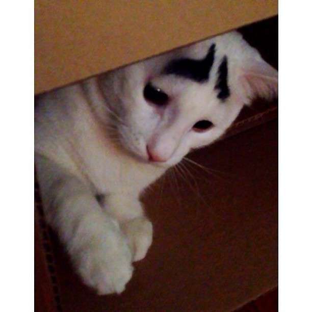 動物,犬,猫,しつけ,飼い方,育て方,病気,健康