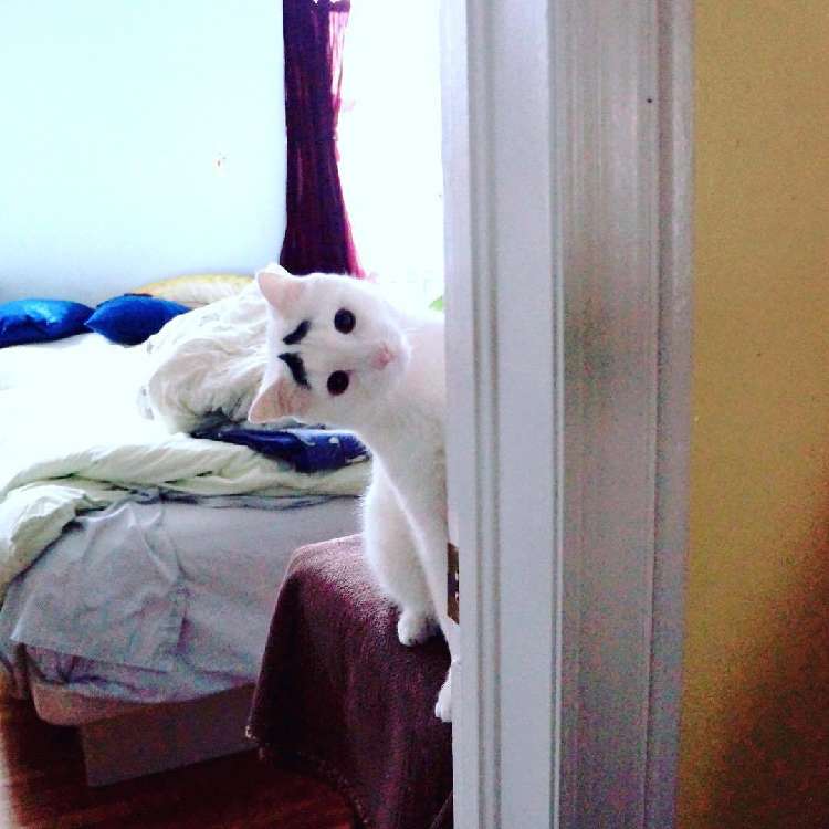動物,犬,猫,しつけ,飼い方,育て方,病気,健康