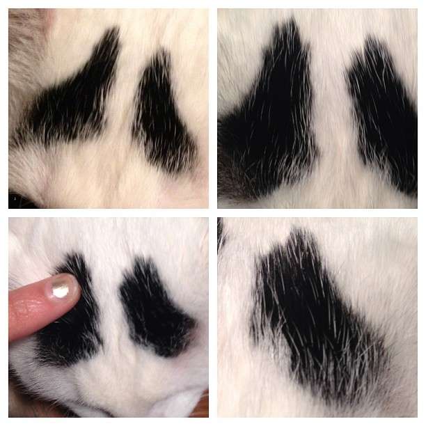 動物,犬,猫,しつけ,飼い方,育て方,病気,健康