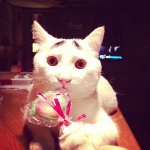 動物,犬,猫,しつけ,飼い方,育て方,病気,健康