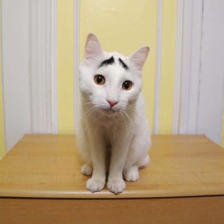 動物,犬,猫,しつけ,飼い方,育て方,病気,健康