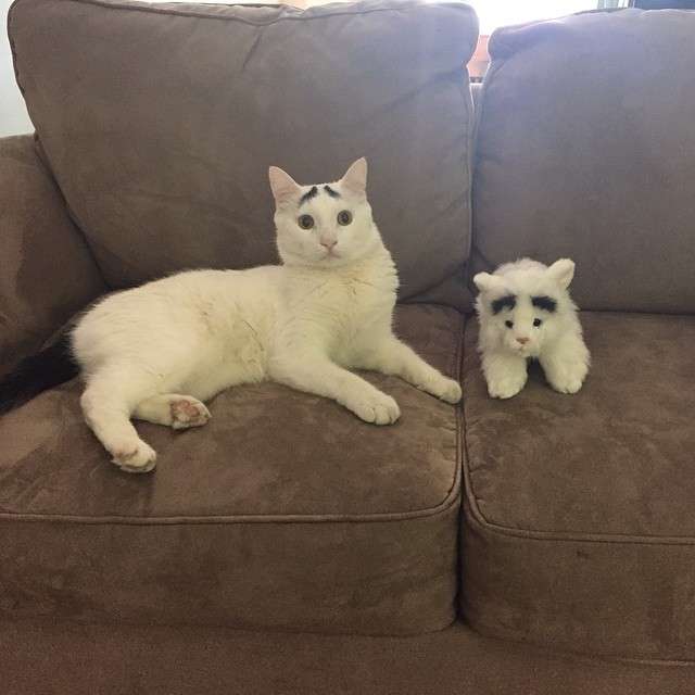 動物,犬,猫,しつけ,飼い方,育て方,病気,健康