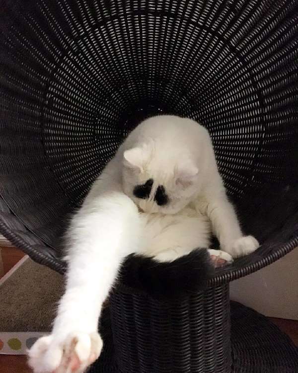 動物,犬,猫,しつけ,飼い方,育て方,病気,健康