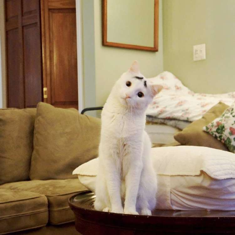 動物,犬,猫,しつけ,飼い方,育て方,病気,健康