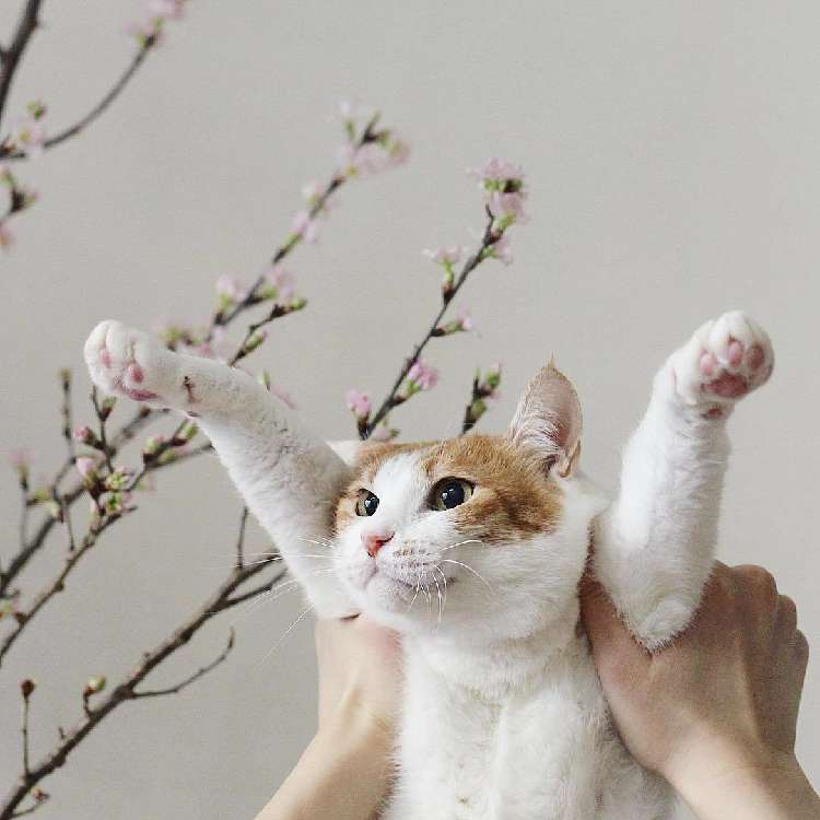 動物,犬,猫,しつけ,飼い方,育て方,病気,健康