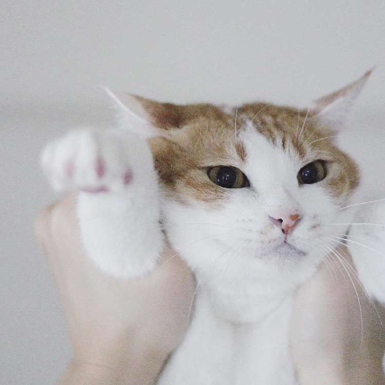 動物,犬,猫,しつけ,飼い方,育て方,病気,健康