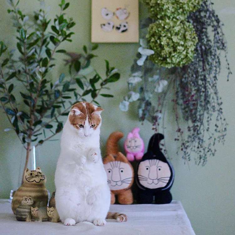 動物,犬,猫,しつけ,飼い方,育て方,病気,健康