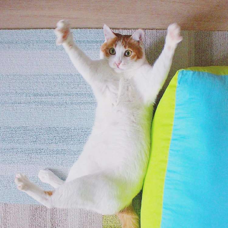 動物,犬,猫,しつけ,飼い方,育て方,病気,健康
