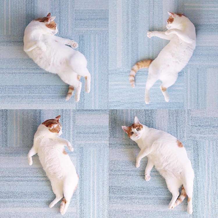 動物,犬,猫,しつけ,飼い方,育て方,病気,健康