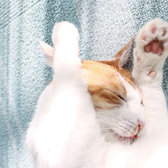 動物,犬,猫,しつけ,飼い方,育て方,病気,健康
