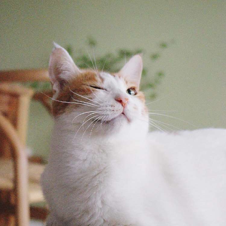 動物,犬,猫,しつけ,飼い方,育て方,病気,健康