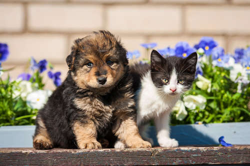動物,犬,猫,しつけ,飼い方,育て方,病気,健康