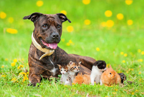動物,犬,猫,しつけ,飼い方,育て方,病気,健康
