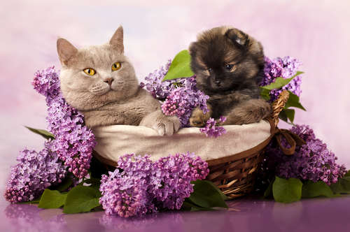 動物,犬,猫,しつけ,飼い方,育て方,病気,健康