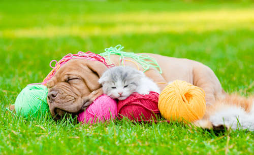 動物,犬,猫,しつけ,飼い方,育て方,病気,健康