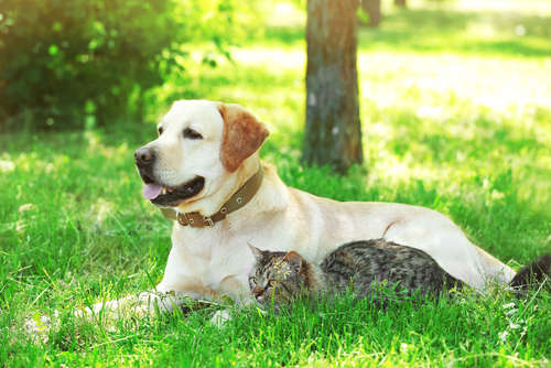 動物,犬,猫,しつけ,飼い方,育て方,病気,健康