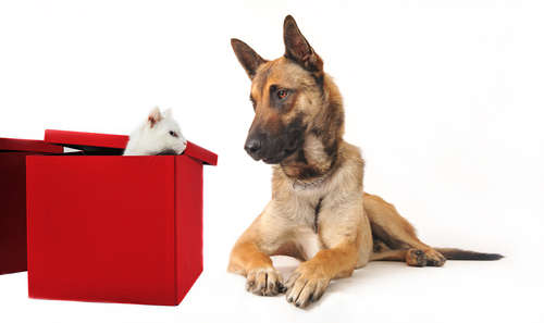 動物,犬,猫,しつけ,飼い方,育て方,病気,健康