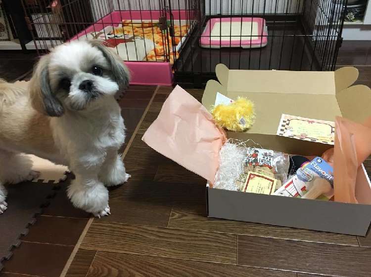 動物,犬,猫,しつけ,飼い方,育て方,病気,健康