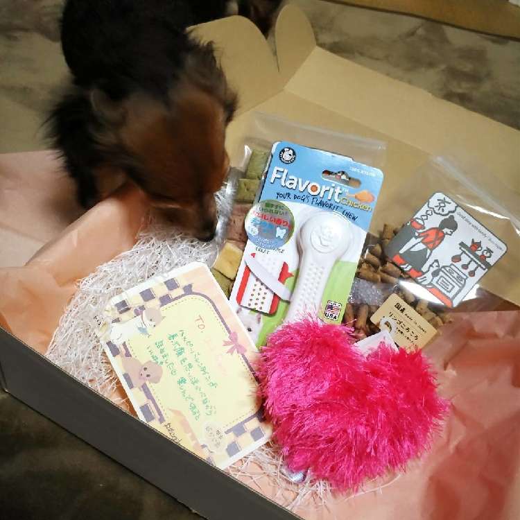 動物,犬,猫,しつけ,飼い方,育て方,病気,健康