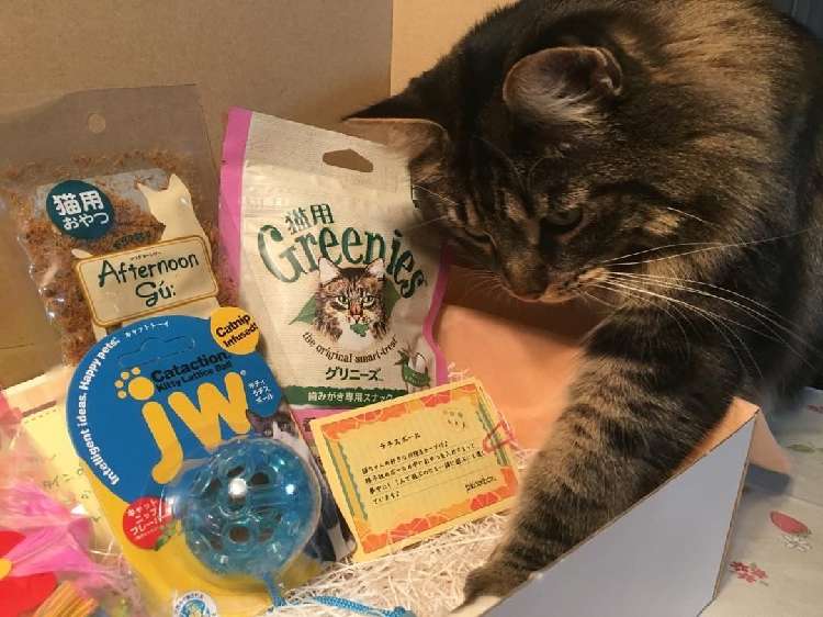 動物,犬,猫,しつけ,飼い方,育て方,病気,健康
