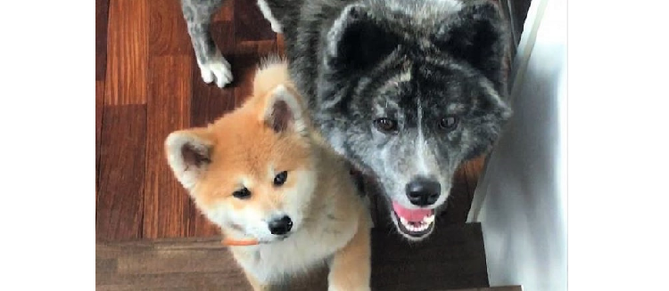 【教えてあげる!】やってきた子犬のお世話をする姉ワンコの優しさに、キュンとする(*´ェ`*) 15枚