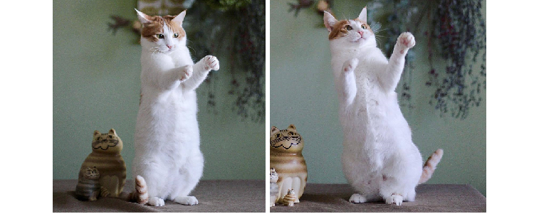 美しい写真にユニークなポーズ! 猫ちゃんのカワイイ仕草に、見ていて元気が出てしまう…♡(13枚)