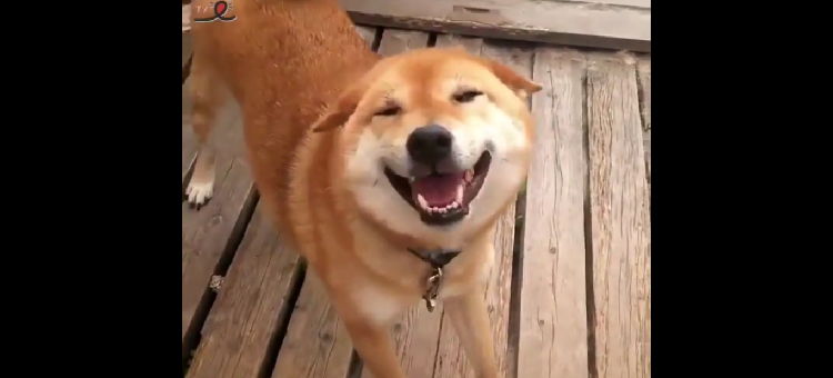 【笑顔があふれちゃう!】飼い主さんの帰宅をニコニコ出迎える柴犬。最高のお出迎えにキュン…♡ 30秒