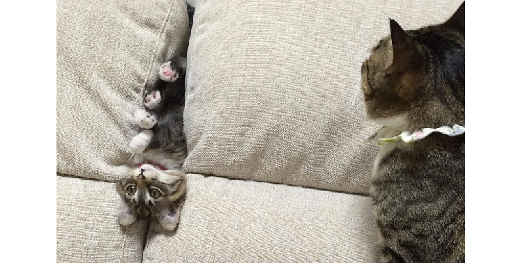 猫好き必見 かわいい子猫の動画 画像記事総合まとめ 猫好き必見 かわいい子猫の動画 画像記事総合まとめ