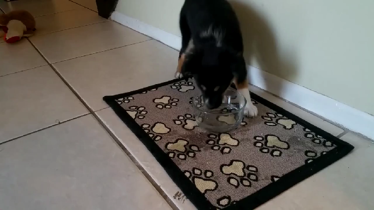 動物,犬,猫,しつけ,飼い方,育て方,病気,健康
