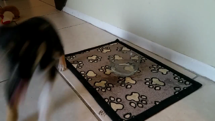 動物,犬,猫,しつけ,飼い方,育て方,病気,健康