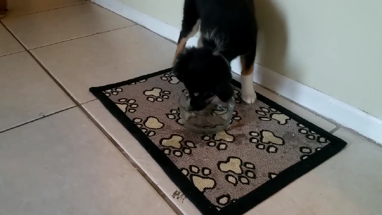 動物,犬,猫,しつけ,飼い方,育て方,病気,健康