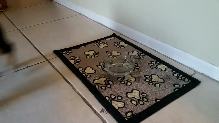 動物,犬,猫,しつけ,飼い方,育て方,病気,健康