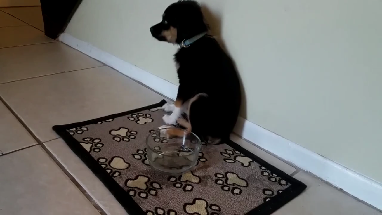 動物,犬,猫,しつけ,飼い方,育て方,病気,健康