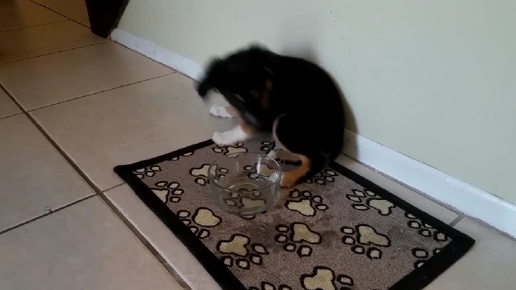 動物,犬,猫,しつけ,飼い方,育て方,病気,健康