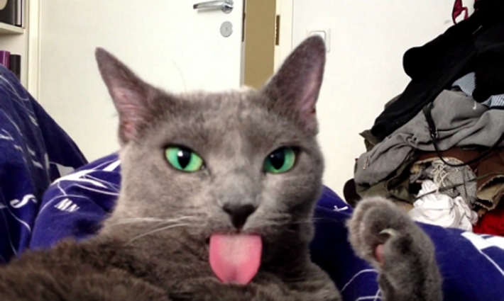 Caught Red-Handed : Russian Blue Grooming