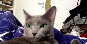 動物,犬,猫,しつけ,飼い方,育て方,病気,健康