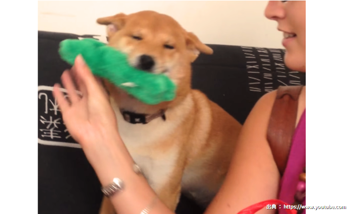 This Shiba-Inu's Sunny Smile Is The Cutest