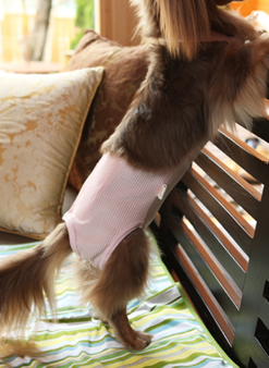 動物,犬,猫,しつけ,飼い方,育て方,病気,健康
