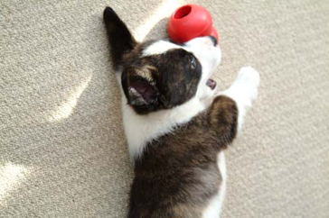 動物,犬,猫,しつけ,飼い方,育て方,病気,健康
