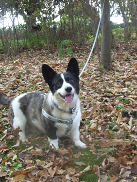 動物,犬,猫,しつけ,飼い方,育て方,病気,健康