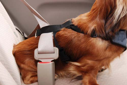 動物,犬,猫,しつけ,飼い方,育て方,病気,健康