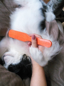 動物,犬,猫,しつけ,飼い方,育て方,病気,健康