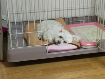 動物,犬,猫,しつけ,飼い方,育て方,病気,健康