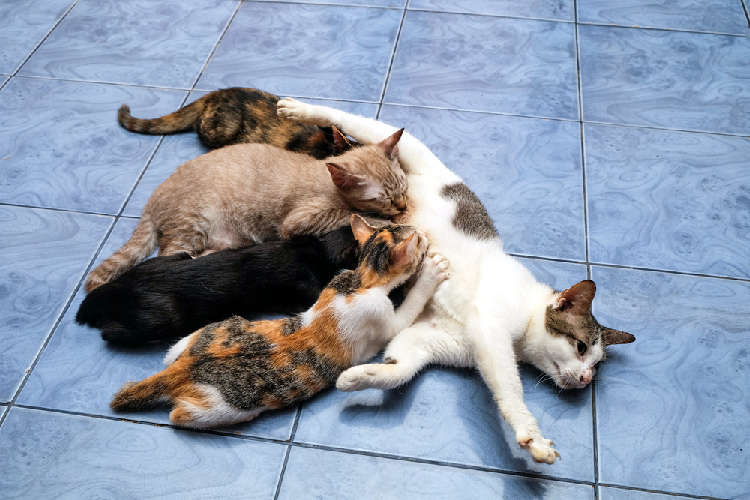 動物,犬,猫,しつけ,飼い方,育て方,病気,健康